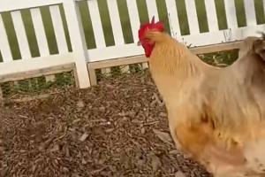 51岁在家养鸡种菜!贝克汉姆社媒:在家养鸡 种玉米种生菜 养绿植